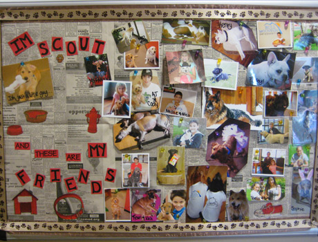 Scout's Friends Pet Board